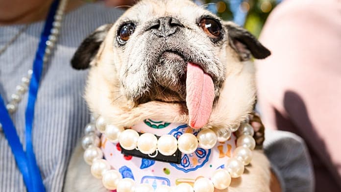 Museaux grimaçants et langues pendantes: le concours du chien le plus laid en images