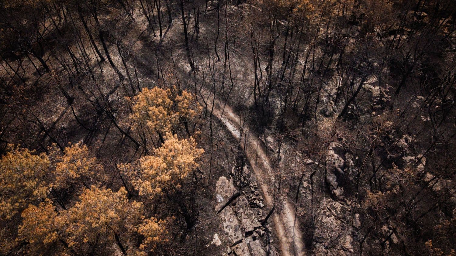 La région Ile-de-France va se constituer partie civile après les incendies qui ont ravagé la forêt de Fontainebleau